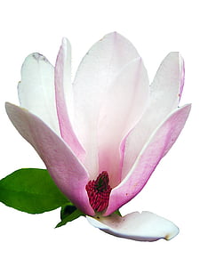 Magnolia, oferta, rosa, primavera, flor, floración, flor