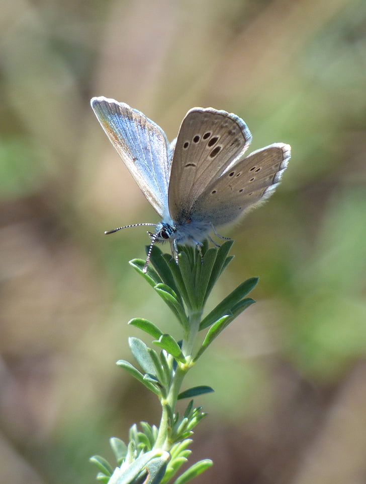 sommerfugl, polyommatus icarus, blå butterfly, blaveta, detaljer, Butterfly - insekt, blomst