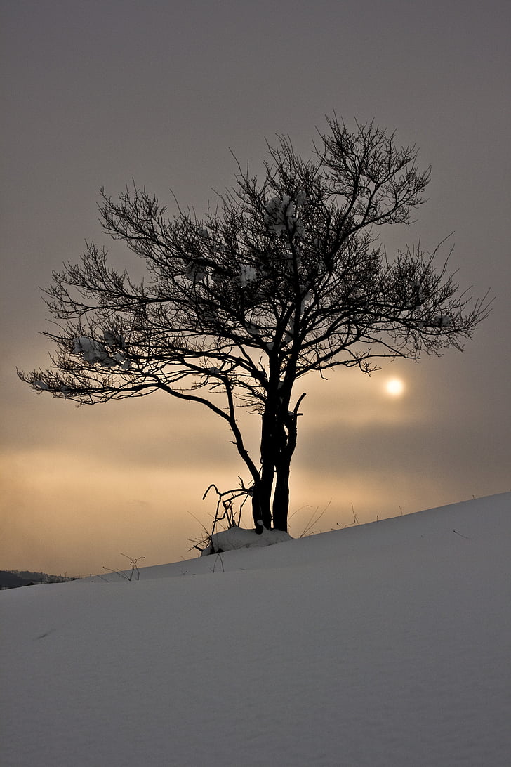winter, snow, tree, snow landscape, sunset, nature