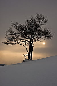 invierno, nieve, árbol, paisaje de nieve, puesta de sol, naturaleza