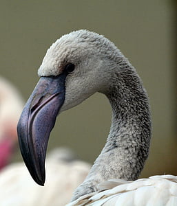 siva, Flamingo, ptica, prosto živeče živali, živali, narave, kljun