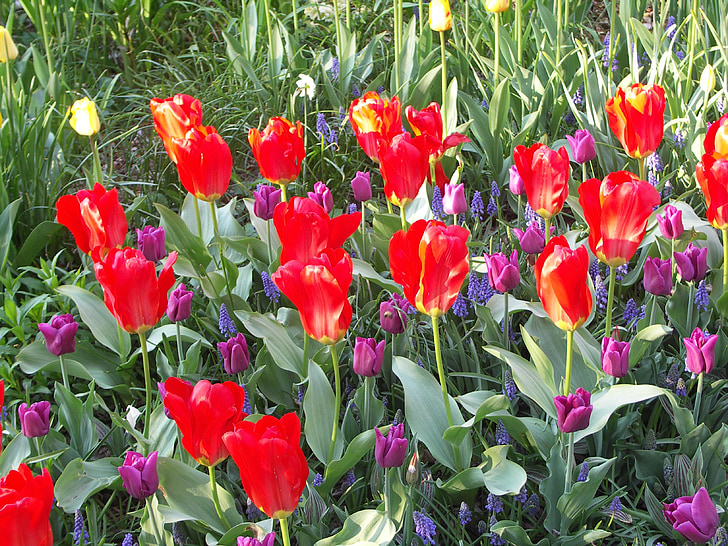tulpes, puķe, Pavasaris, Bloom, sarkana, dārza