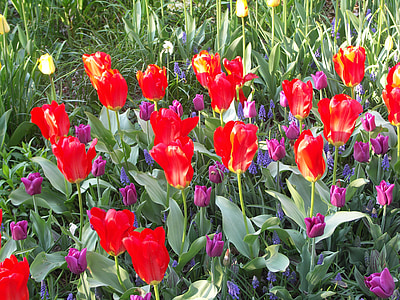 Tulipaner, blomst, forår, Bloom, rød, haven