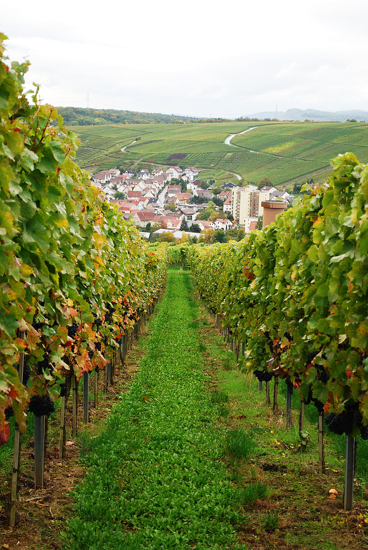 vīns, vīna dārzu, vīnogas, Vācija, vīnogu vīnogulāju, ražas, augļi