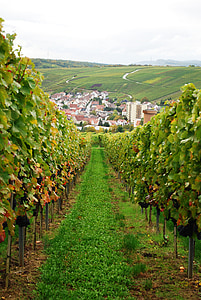 vin, vingård, druvor, Tyskland, druvsorter, skörd, frukt
