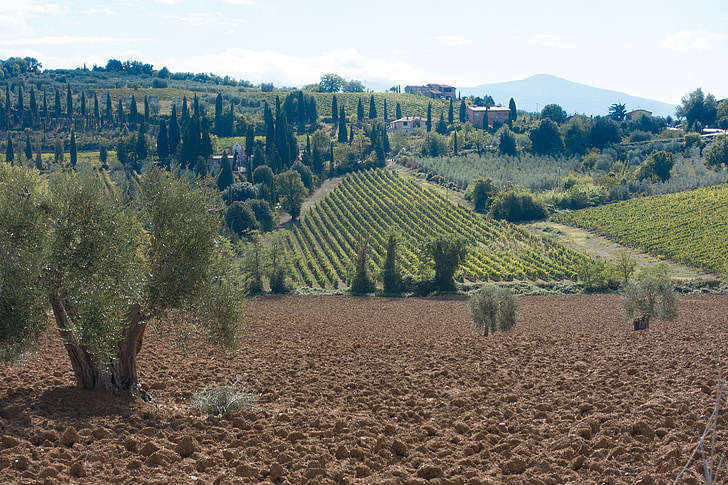 Olive grove, manzara, Selvi, doğa, dağlar, gökyüzü, Toskana