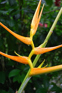 Bird of paradise, blomst, Strelitzia reginae, natur, forår, Rocio, dråber