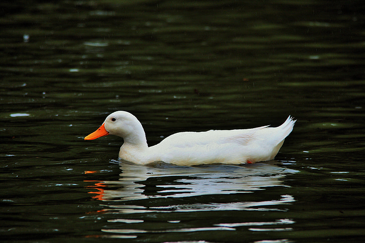 Бяла патица, патица, бяло, кокошки, вода, езерото, отражение