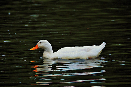 Бяла патица, патица, бяло, кокошки, вода, езерото, отражение