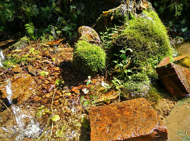 potok, Moss, tečúca voda, Tehla, kameň, Rock, Woods