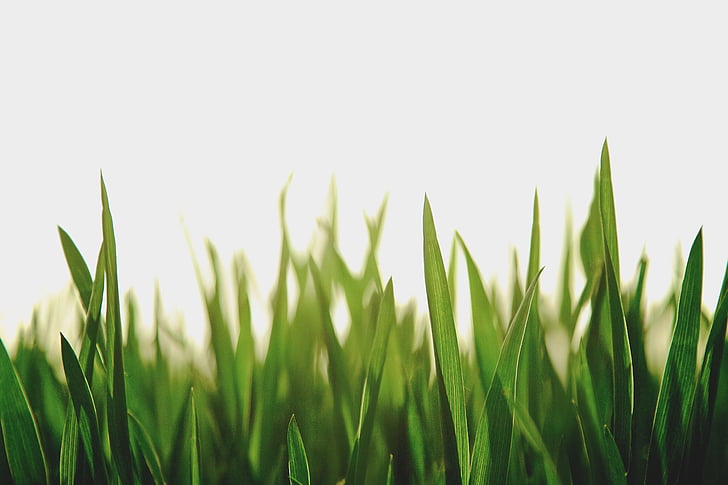 nature, landscape, grass, field, green, leaves, green color