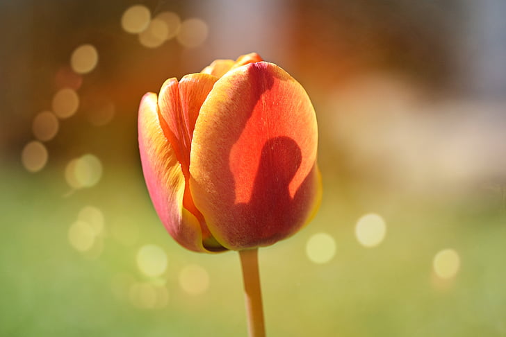 flower, tulip, blossom, bloom, orange, spring flower, spring