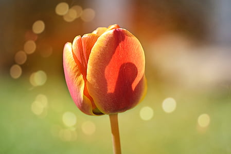 flor, Tulip, flor, floración, naranja, flor de primavera, primavera