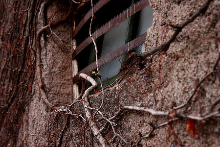 vine, plant, window, old, adobe, wall, poverty