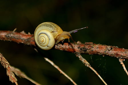 snail, night, casey, animal, mollusk, nature, slimy
