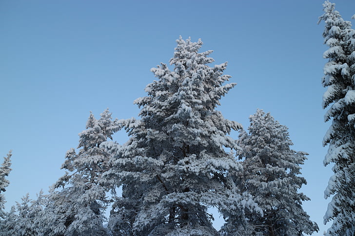 árbol, Frost, invierno, cielo azul, naturaleza, Finlandés, cielo