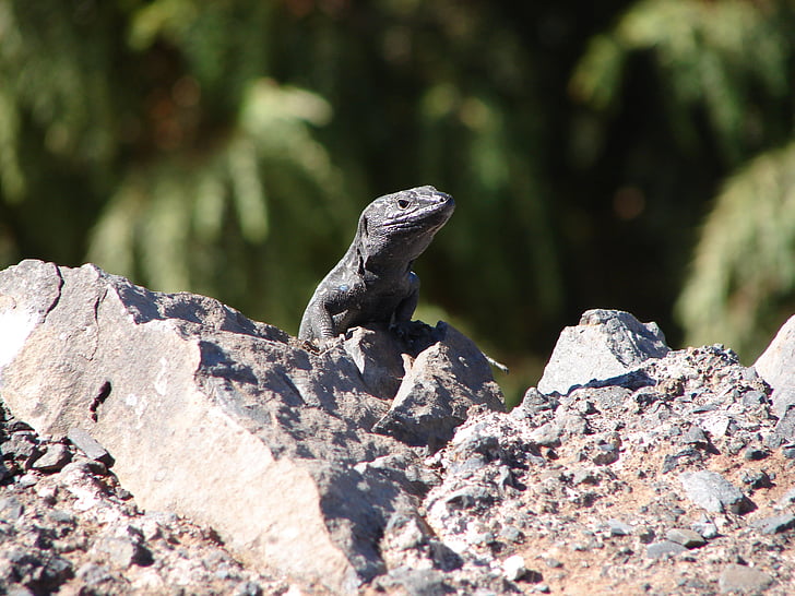 lizard, amphibian, hot, stone, dry, roadside, gomera