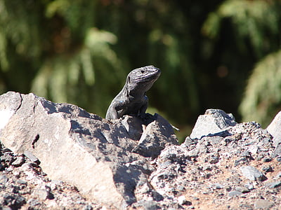 lizard, amphibian, hot, stone, dry, roadside, gomera