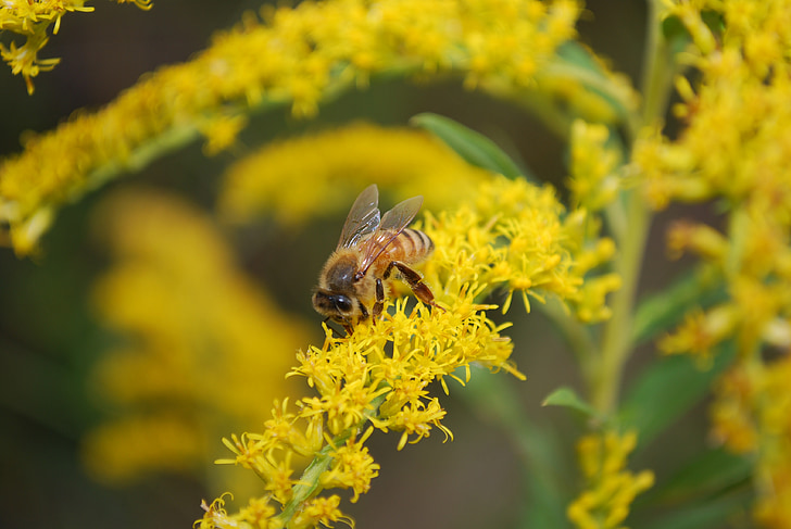 Bee, pollen, insekt, biodling, pollinera