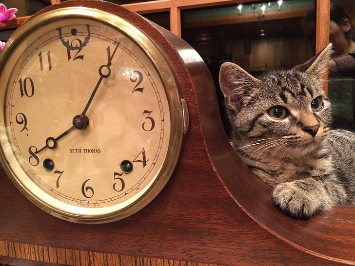 kaķis, pulkstenis, dzīvnieku, iekšzemes, piemīlīgs, kaķēns, brīvdiena