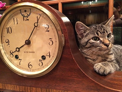 고양이, 시계, 동물, 국내, 귀여운, 고양이, 휴일