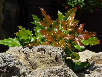 Holly, Blatter, verde, vermelho, espinhosa, Proechimys, Ilex aquifolium