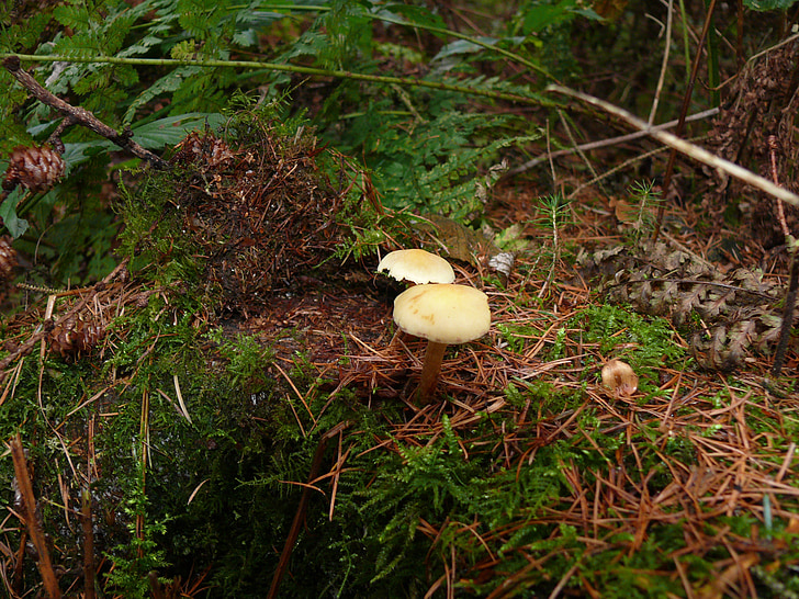 forest mushroom, mushroom, forest floor, fern, moss, green