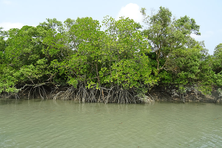 Mangrove, Sundarbans, skogen, stilt rot, rhizophora apiculata, Ramsarområde, UNESCO