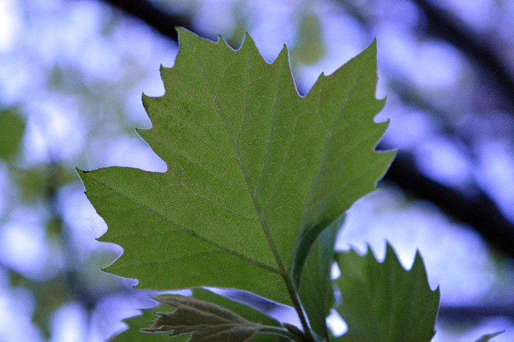 blad, grøn, planter, træ, natur