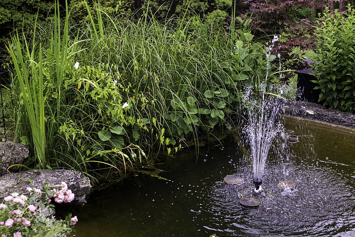 Градина, езерото, водни растения, вода, природата, фонтан