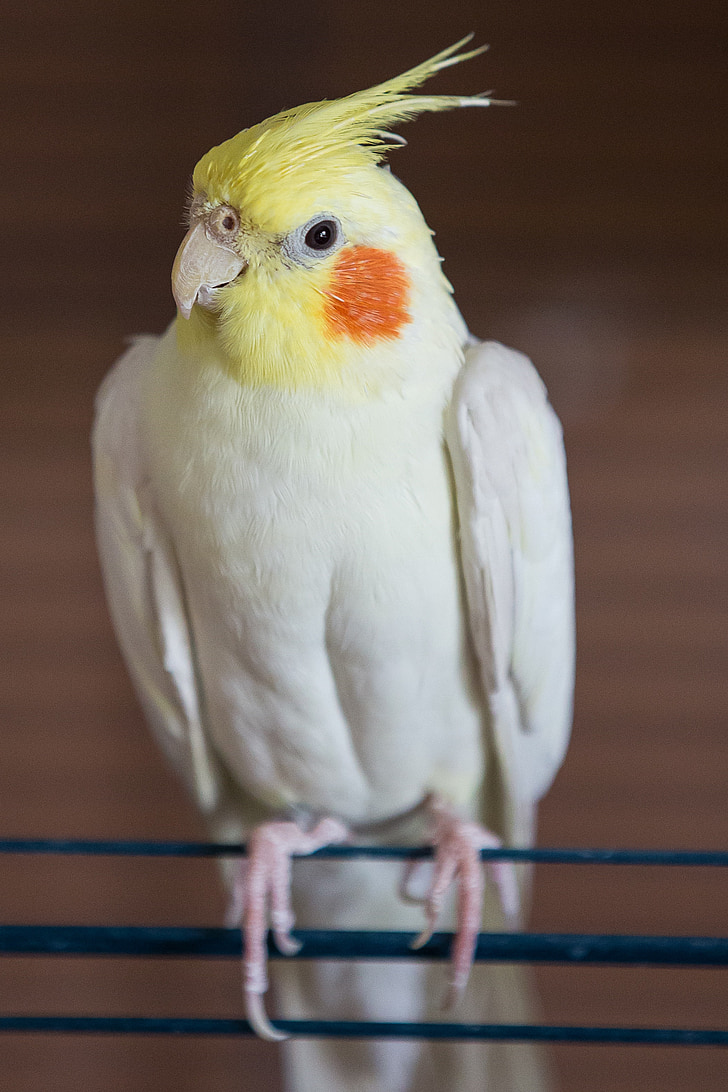 cockatiel, είδος παπαγάλου, πουλί, άνοιξη καπό