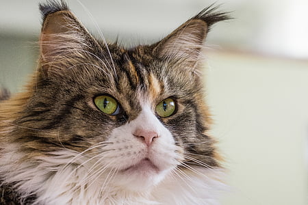 cat, thoroughbred, domestic cat, mustache, cat eyes, look, maine coon