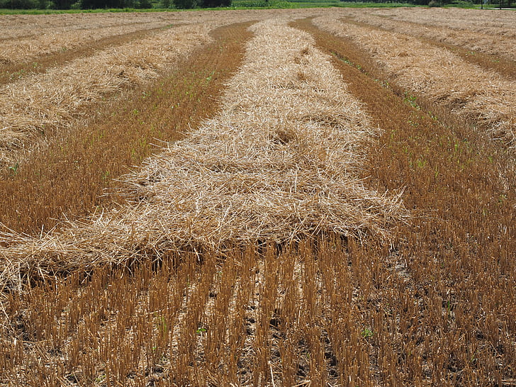 field, wheat field, cornfield, harvested, harvest, stubble, straw