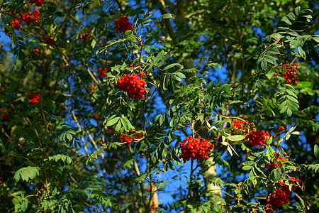 rowan, mountain ash, berries, red, fruits, ash, autumn