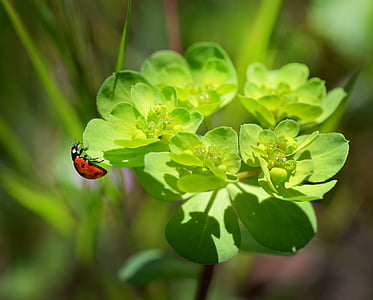 rød, perched, grønn, blad, Ladybug, natur, makro