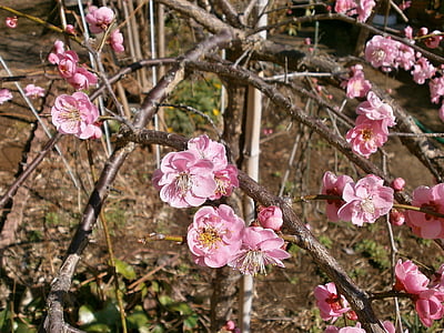 plum, red plum, plum blossoms, spring, pink, flower bed