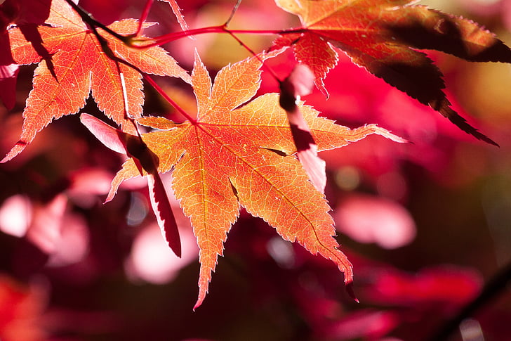 Maple, musim gugur, daun, merah, daun, mewarnai, cerah