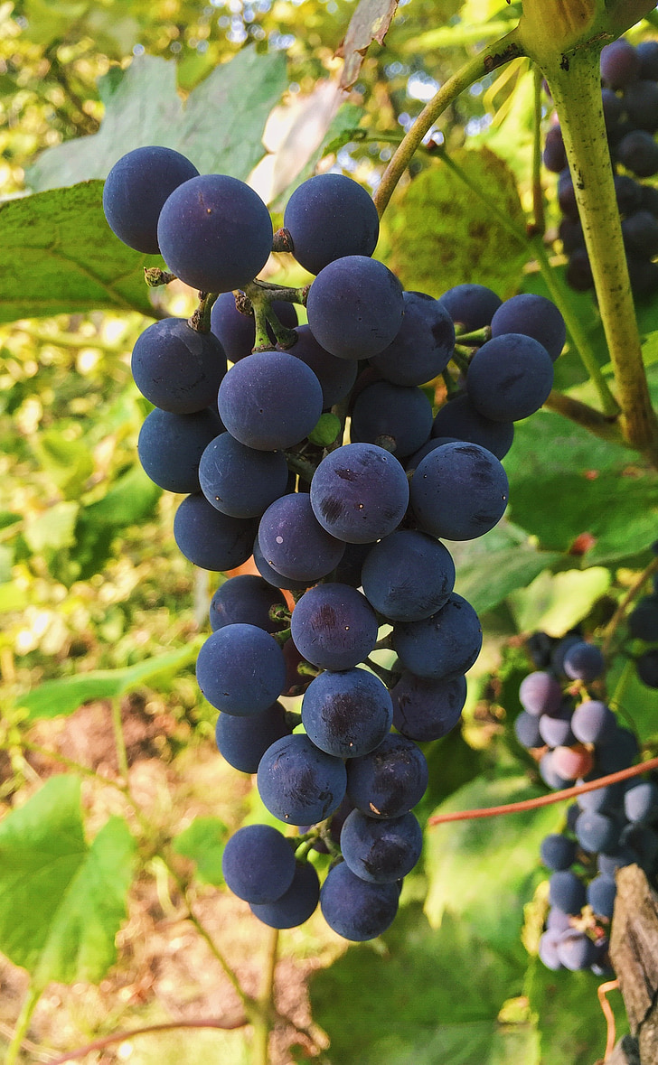 automne, raisins, grappe de raisin, la récolte, à l’extérieur, un tas de, belle