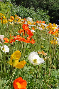 bunga, musim semi, Prato, Faye, bidang, mekar, musim panas