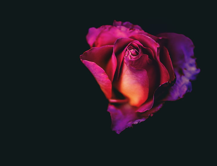 fioletowy, Róża, kwiat, Płatek, Róża-, kolor różowy, czarne tło