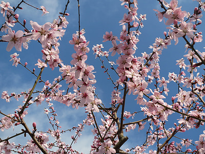 Prunus dulcis, Almond, bAdam, blommande, träd, våren, Flora