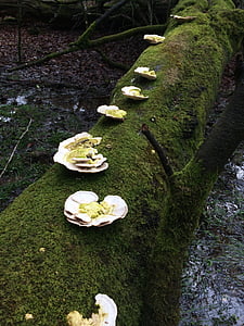 fungus, mushrooms, nature, moss, forest, log, wet