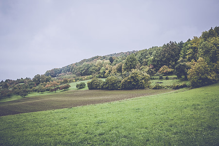landscape, nature, forest, meadow, pasture, of course, hill