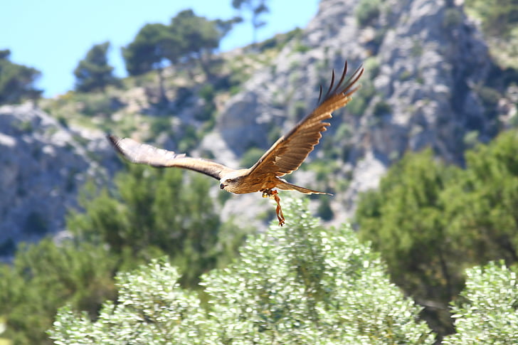 Raptor, dravý pták, Fly