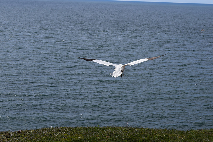 gannet miền bắc, Helgoland, con chim, ấp nở, Bắc Hải, biển đảo, chim mòng biển