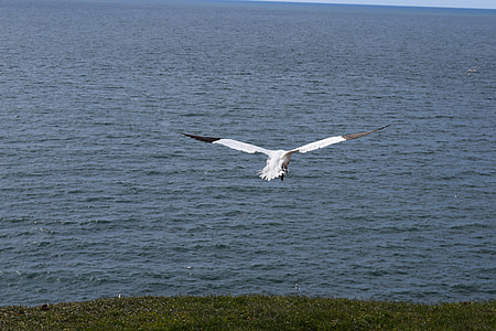 Kuzey gannet, Helgoland, kuş, kuluçkalık, Kuzey Denizi, deniz ada, martı