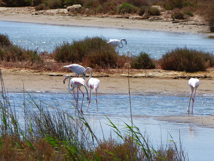 Flamenco, Fiammingo, Flamingo, Delta dell'Ebro, paludi, Parco naturale, Phoenicopterus roseus