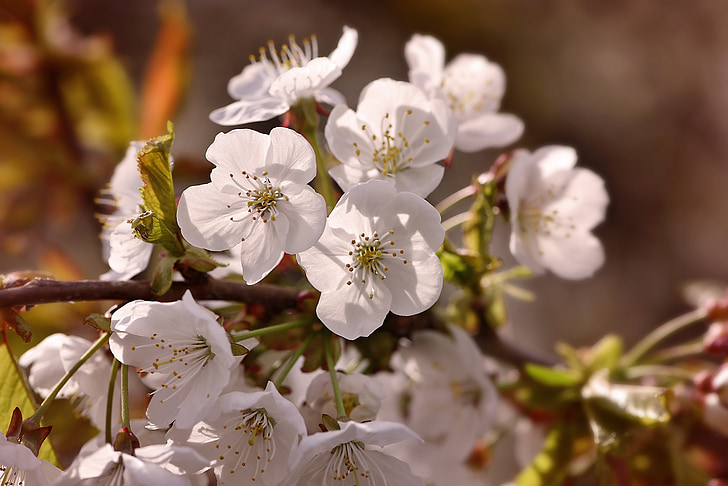 cherry blossom, cherry, branch, flowers, white, evening light, evening sun