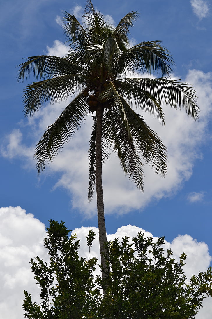palmy, drzewo, Latem, Tropical, Natura, niebo, niebieski