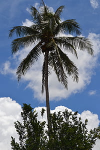 Palm, drevo, poletje, tropskih, narave, nebo, modra